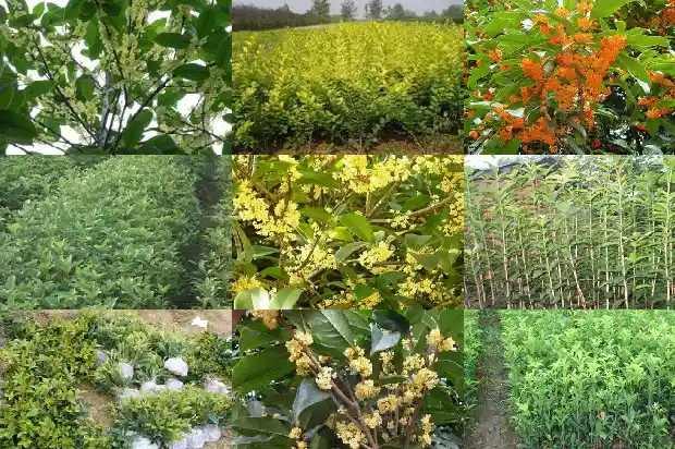 桂花树是四季桂好还是月桂好1682132817491