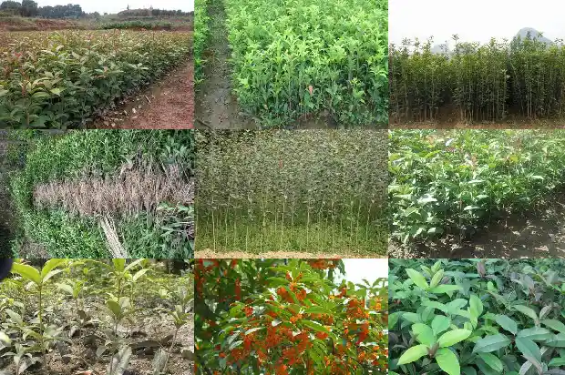 桂花树是四季桂好还是月桂好1682132817538