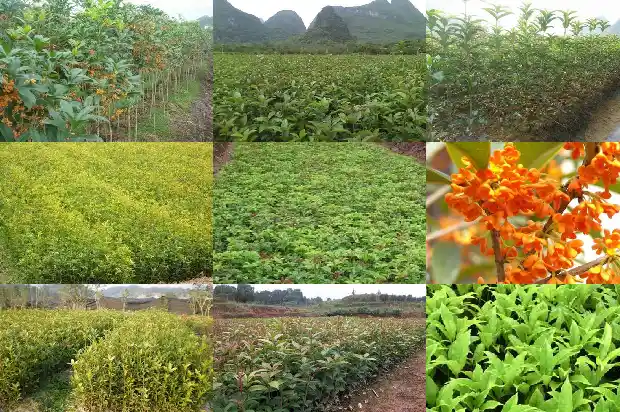 桂花是金桂好还是四季桂好1682132876721