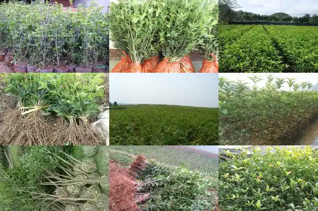 桂花能做什么甜品呢1682132908680
