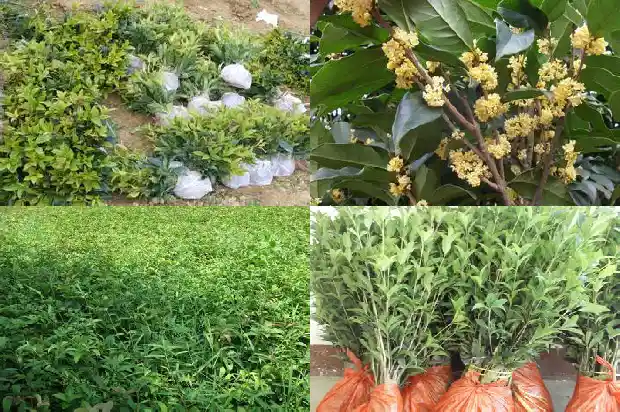 桂花能做什么甜品呢1682132908728