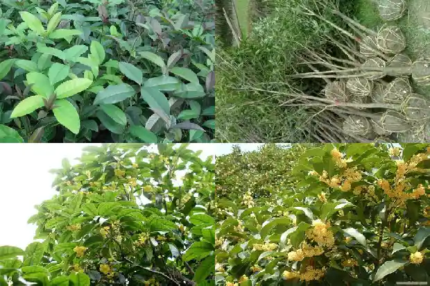 桂花树苗哪里买最便宜1689899160305