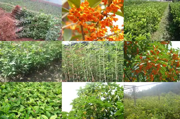什么桂花树最贵最好看1689899621296