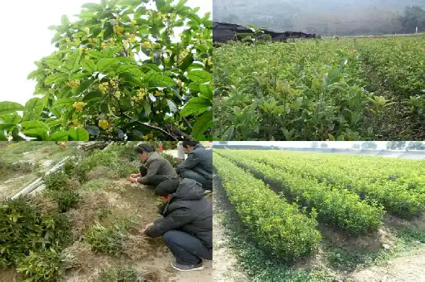 20年的桂花树能卖多少钱一斤1689898792976