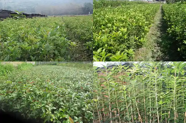 桂花糕点的做法家常1682133142256