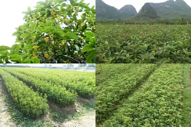 桂花糕点的做法家常1682133142303