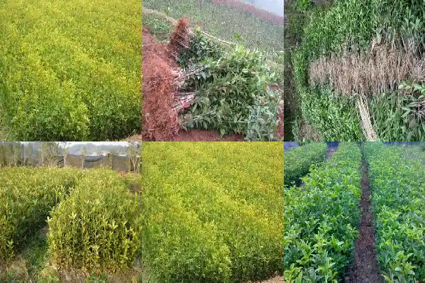 桂花糕点的做法家常1682133142350