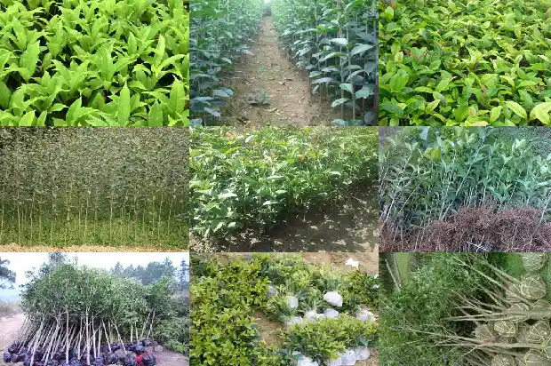 校园一角的桂花树1690677546169