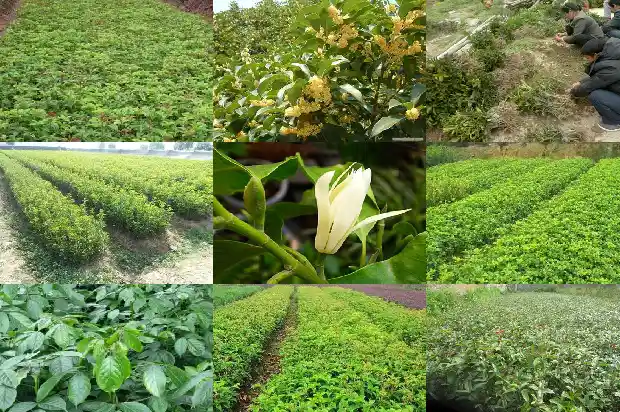 点心桂花糕做法1682133203942