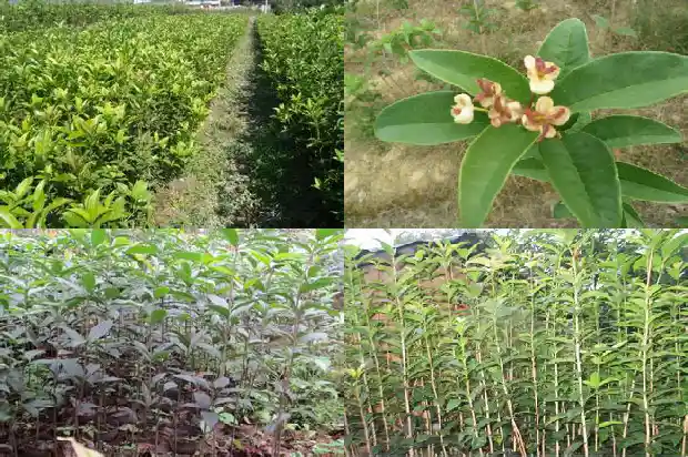 桂花树的价格加湖北百信园林便宜1690418500142