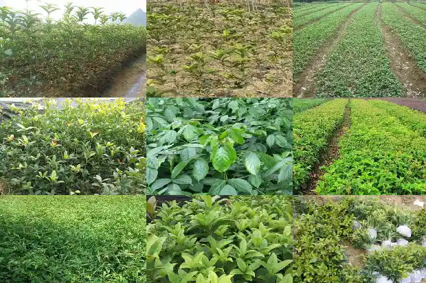 桂花糕食谱1682133230479