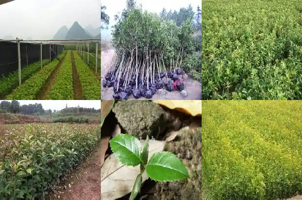 桂花糕食谱1682133230619