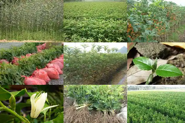 怎样做桂花糕1682133267412