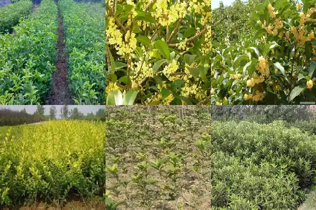 怎样做桂花糕1682133267460