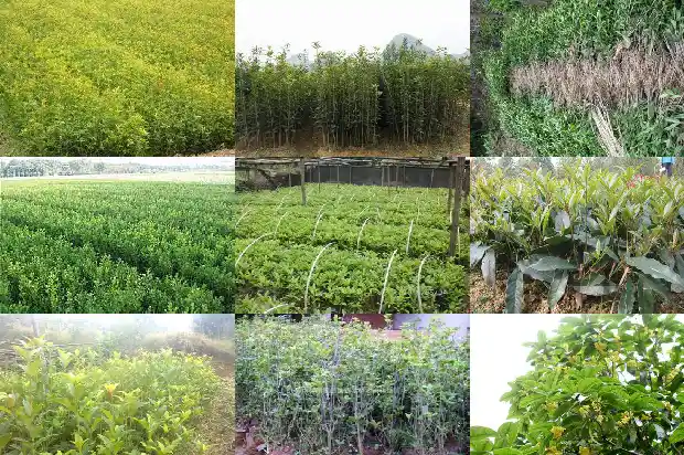 怎样做桂花蜜1682133294548