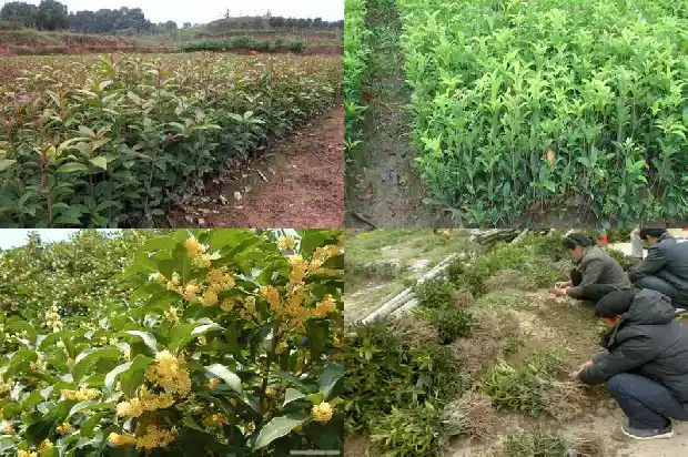 怎样做桂花蜜1682133294640