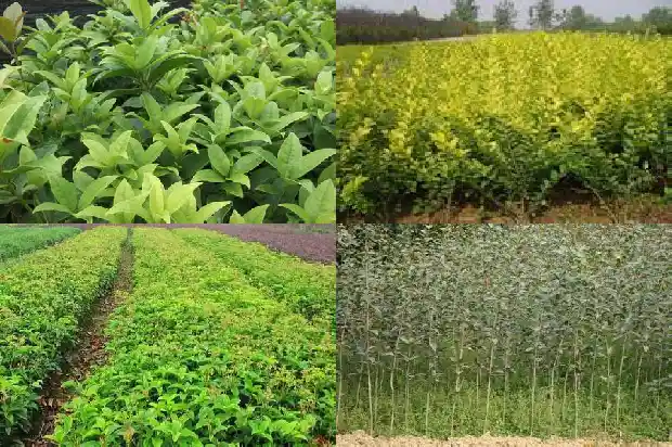 桂花酱的制作方法和配料1682133322598
