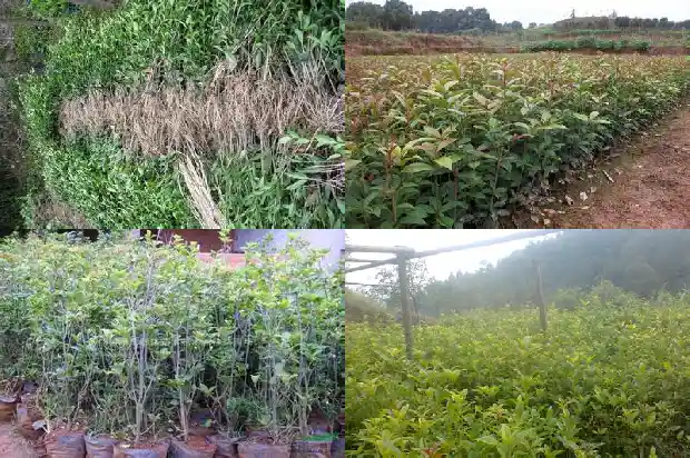 桂花发糕的制作方法 正宗窍门1682133410870