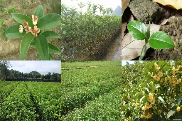 桂花发糕的制作方法 正宗窍门1682133410916