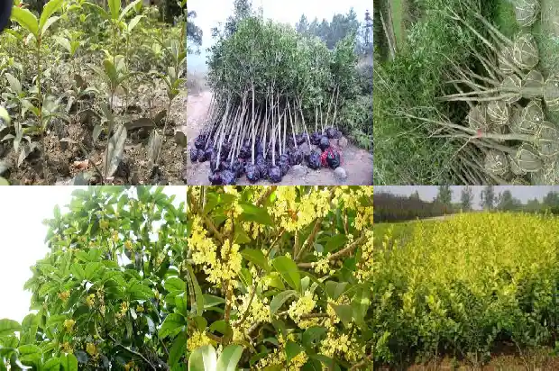 桂花晒干了泡茶喝有什么功效1688949026640
