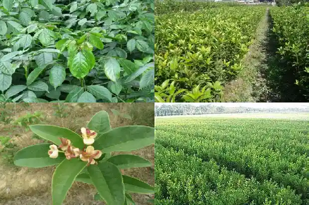 桂花糕制作方法1682133495684