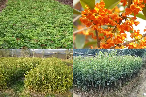 桂花糕制作方法1682133495731