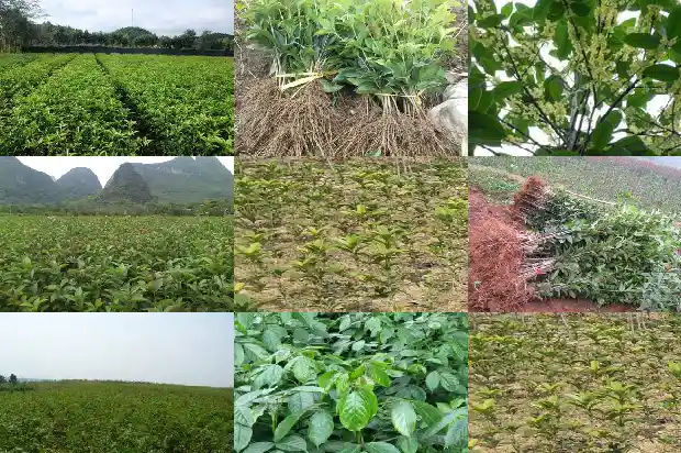 桂花糕怎样做成白中透黄1682133521354