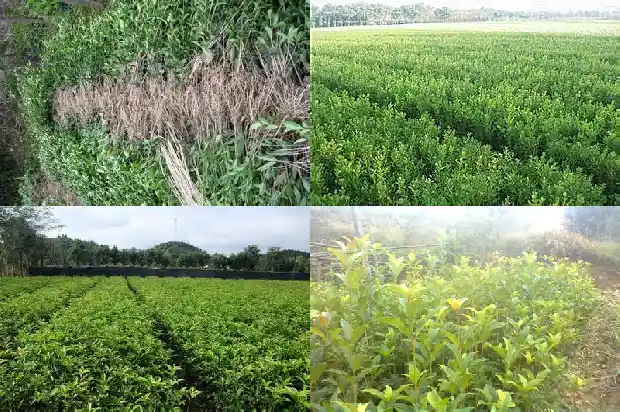 桂花糕怎样做成白中透黄1682133521402
