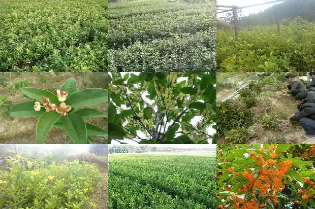 糖桂花酱1682133605204