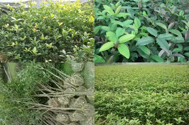干桂花糖桂花的做法1682133637195