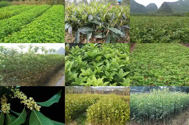 干桂花糖桂花的做法1682133637240
