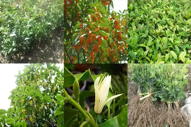 干桂花糖桂花的做法1682133637288