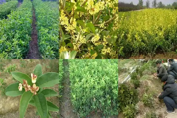干桂花糖桂花的做法1682133637336