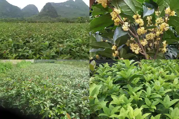什么是桂花糕和田玉1682133668791