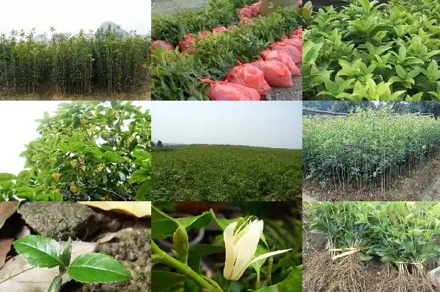 什么是桂花糕和田玉1682133668838