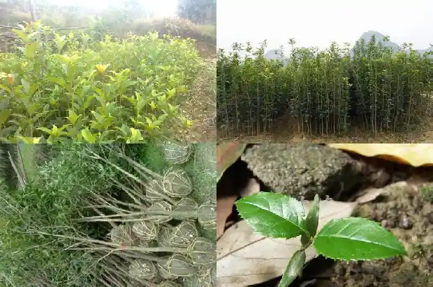 什么是桂花糕小松1682133731797