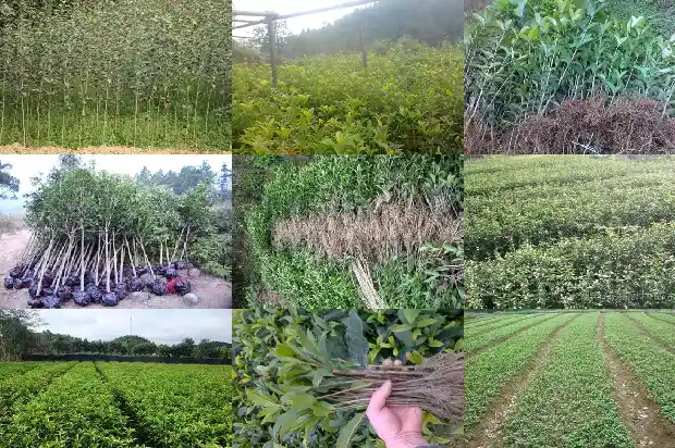 什么是桂花糕小松1682133731844