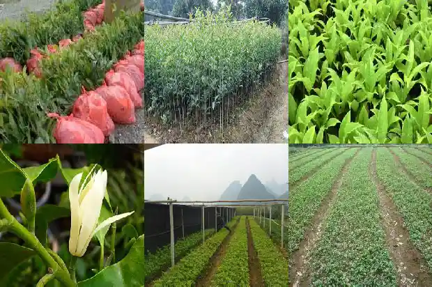 什么桂花糕好吃1682133761981