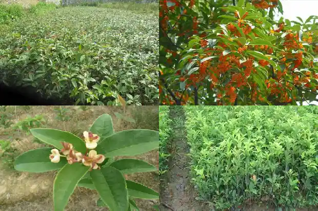 什么桂花糕好吃1682133762074