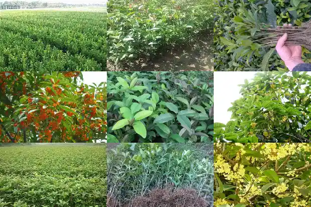 桂花分可食用和不可食用吗1682133791637