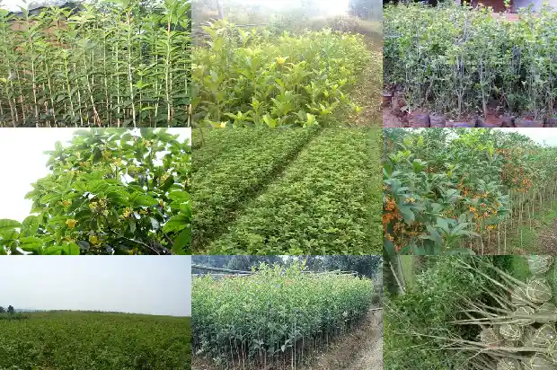 桂花分可食用和不可食用吗1682133791683