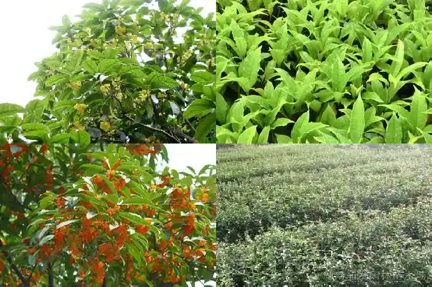 桂花可以放在卧室吗1690589964175