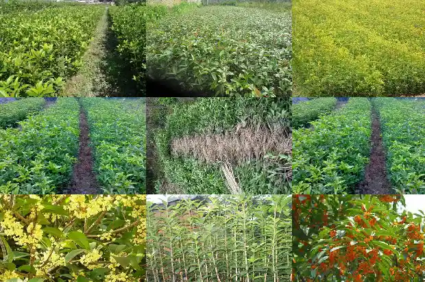 桂花糖芋头的做法1682133821320