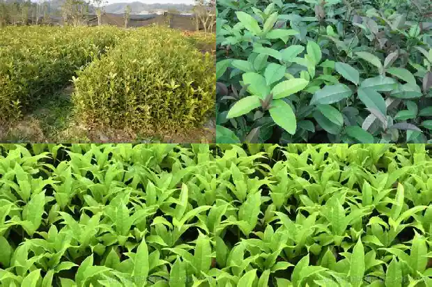 桂花糖芋头的做法1682133821367