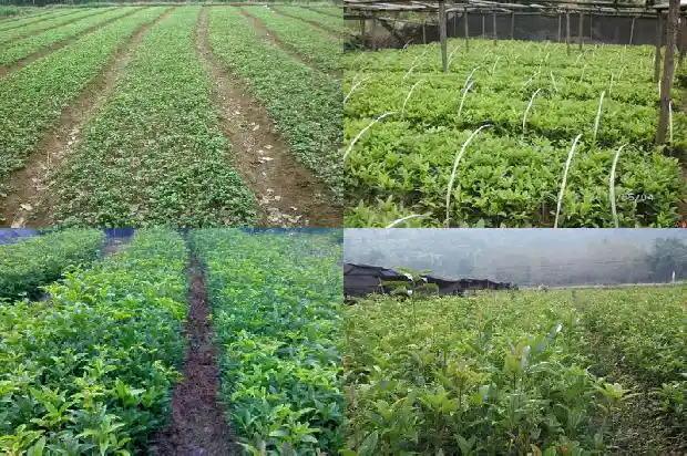 桂花糖芋苗英文1682133855935