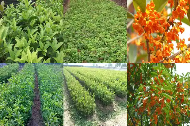 桂花可以做什么好吃的好喝的1682133941427