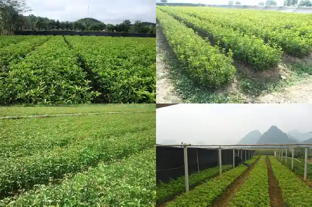桂花可以做什么好吃的好喝的1682133941520