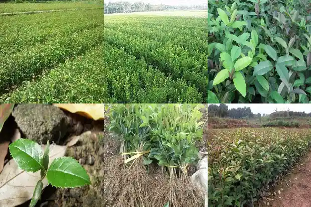 桂花可以做什么甜点干果1682134030263