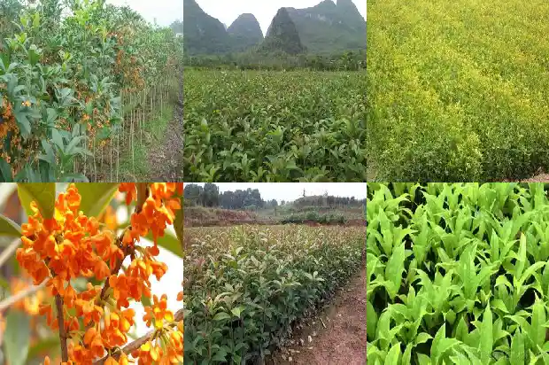 桂花可以做什么甜点干果1682134030310