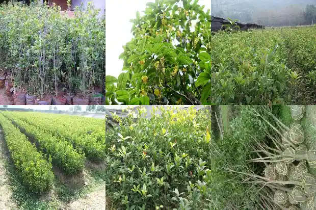 桂花酒怎么泡制方法比例1689034704307